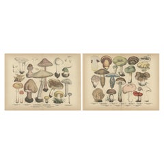 Parasol & Boletes Mushrooms – Antique Botanical Lithograph Set, 1885 Parasol & Boletes Mushrooms – Antique Botanical Lithograph Set, 1885