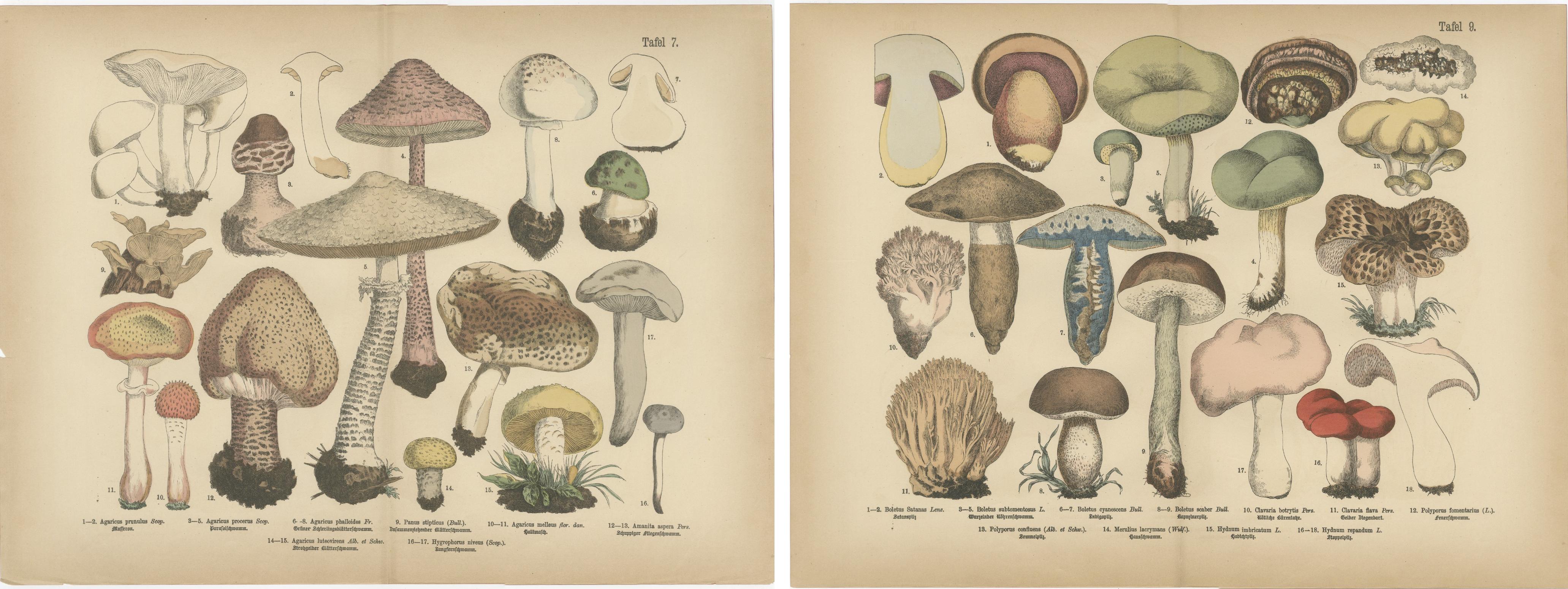 Parasol 
Boletes Mushrooms – Antique Botanical Lithograph Set, 1885