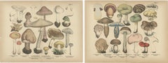 Parasol 
Boletes Mushrooms – Antique Botanical Lithograph Set, 1885