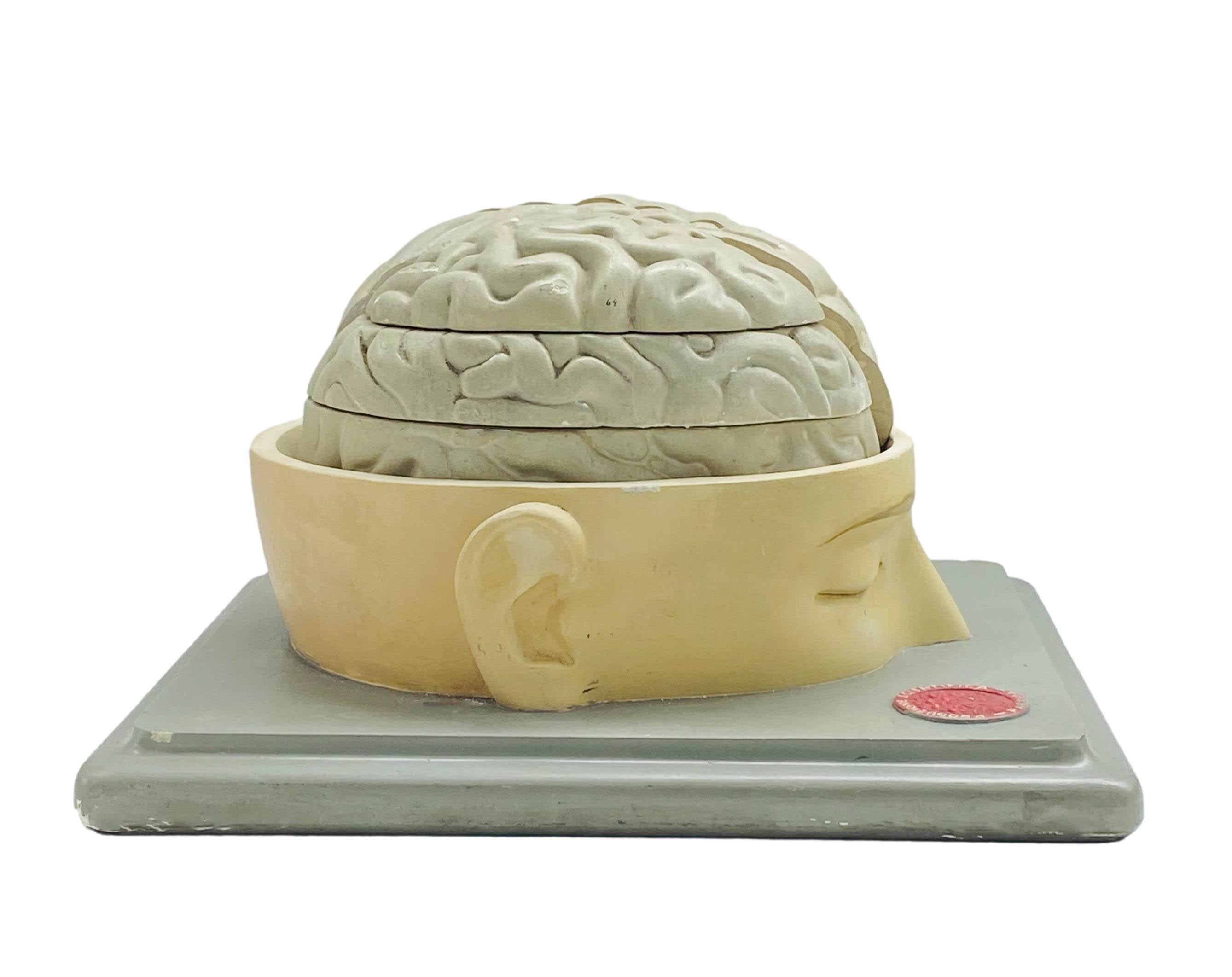 Anatomical model of the base of the head with decomposable encephalon made of rubber and plaster by Paravia, circa 1950.
 