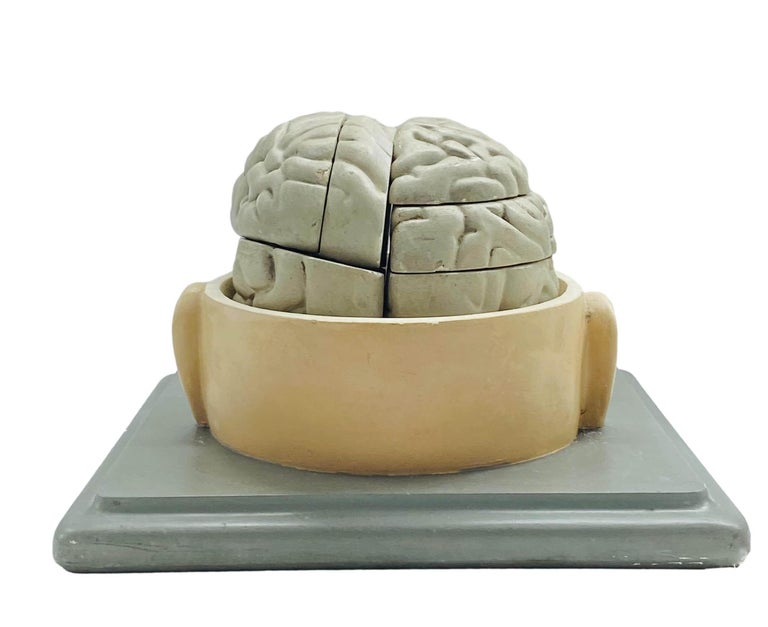 Paravia Paravia Educational Anatomical Model of the Base of the Human Skull ...