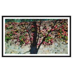 Paris Shadow of a Tree by Marcus Tremonto (Framed Edition)