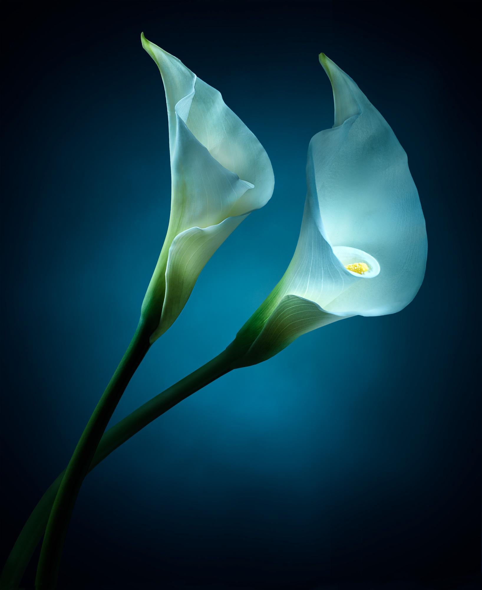 Parish Kohanim Figurative Photograph - Luminescent Calla Lillies