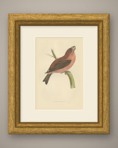 Parrot Crossbill on a Broken Branch, Antique Bird Print, Morris, 1896