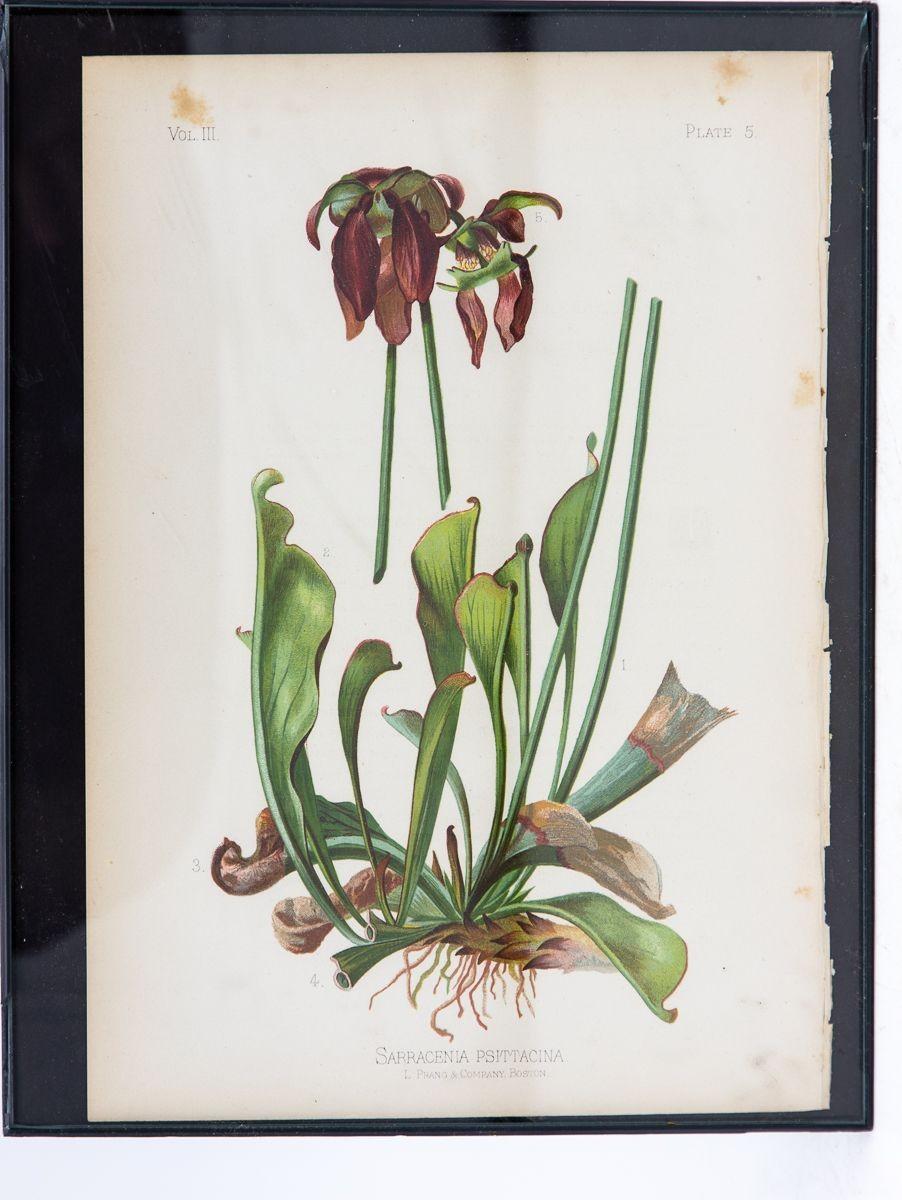 A color print of a Parrot-Headed Pitcher Plant on paper. This print captures the essence of the native to the US blooming plant of the northern landscape with delicate finesse. In this masterpiece, the vivid hues of the Parrot-Headed Pitcher Plant