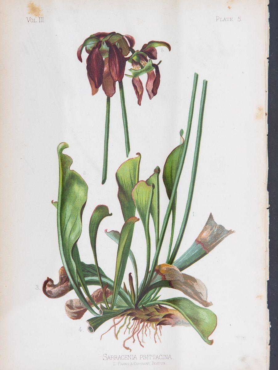 American Parrot-Headed Pitcher Plant Botanical Print on Paper, USA Early 20th C. For Sale