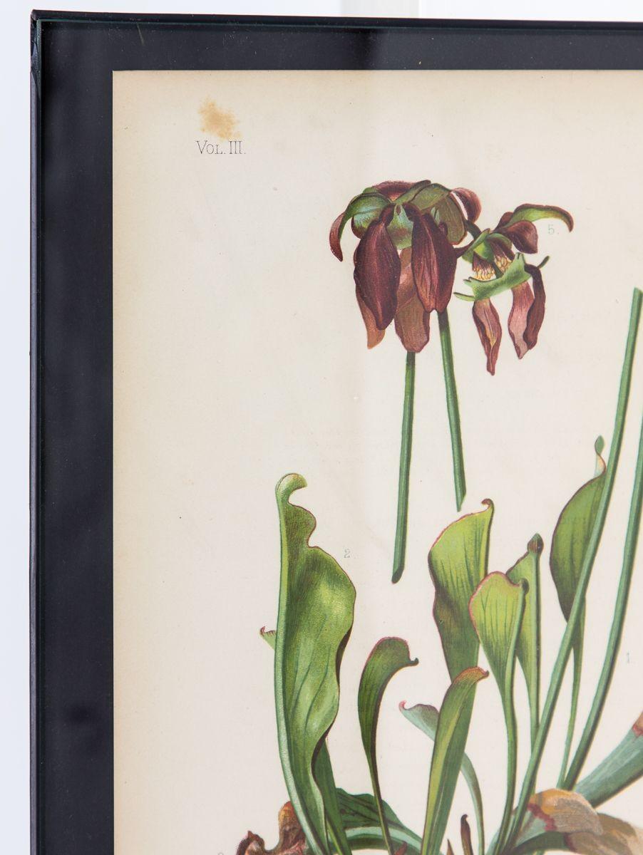 Parrot-Headed Pitcher Plant Botanical Print on Paper, USA Early 20th C. In Good Condition For Sale In South Salem, NY