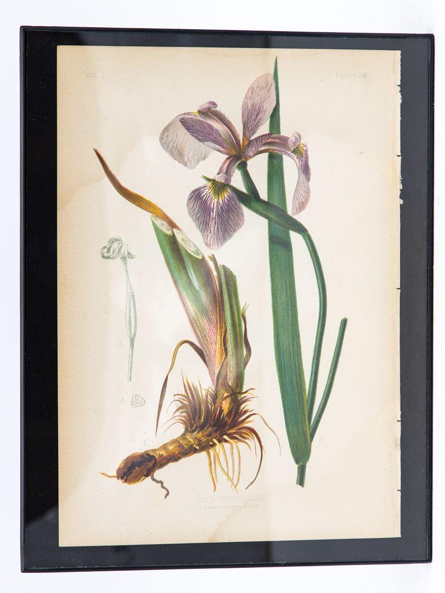 Parrot-Headed Pitcher Plant Botanical Print on Paper, USA Early 20th C. For Sale 2