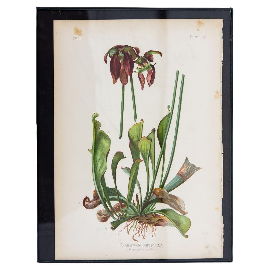 Parrot-Headed Pitcher Plant Botanical Print on Paper, USA Early 20th C. For Sale