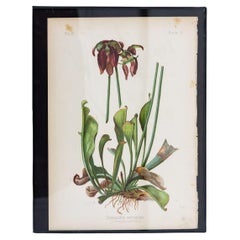 Antique Parrot-Headed Pitcher Plant Botanical Print on Paper, USA Early 20th C.