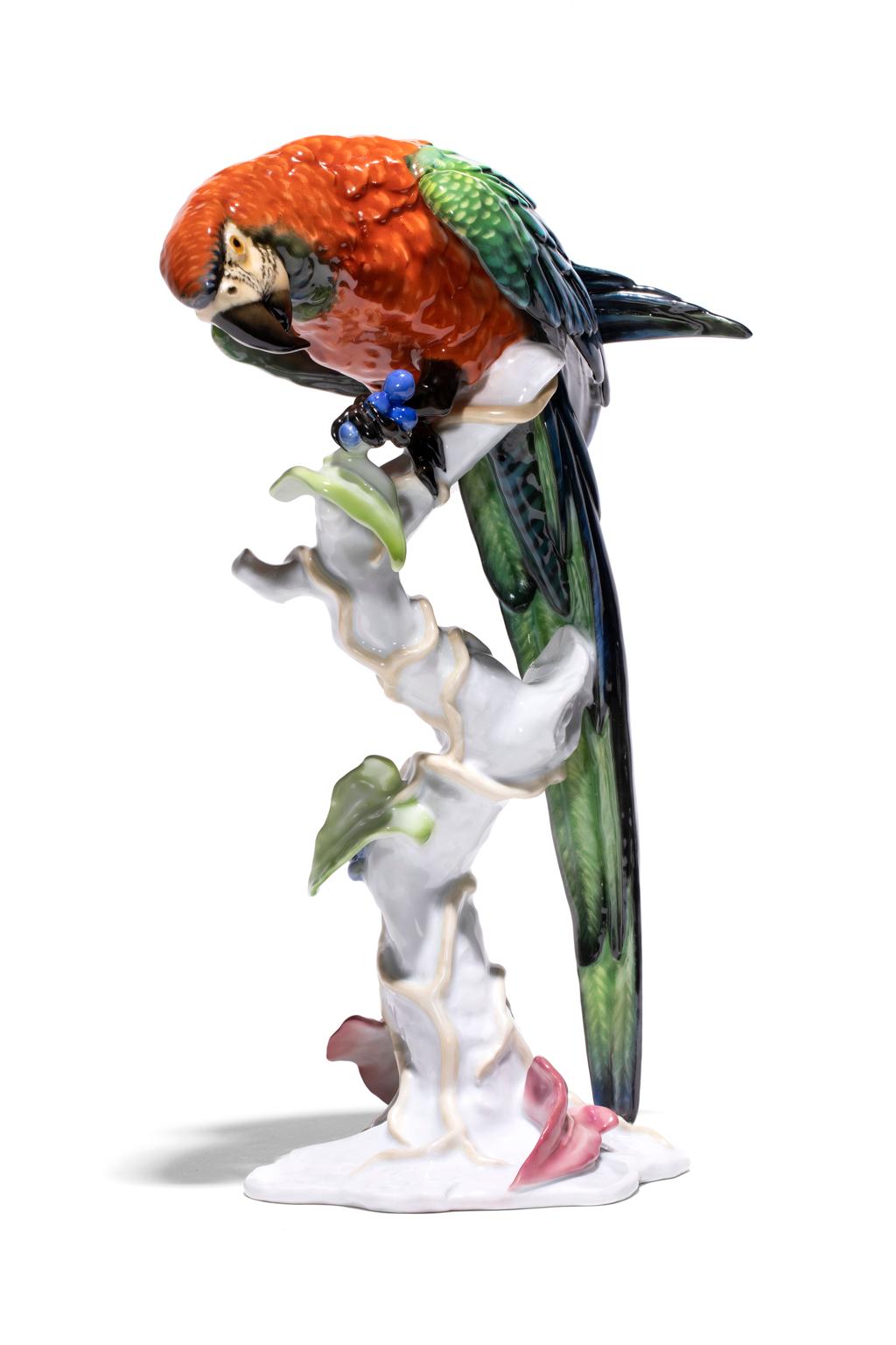 Der außergewöhnliche Papagei kann als Mealy-Papagei identifiziert werden, der größte der Amazonas-Arten, die auf der Halbinsel Osa in Costa Rica vorkommen. Sie unterscheiden sich von den Rotzügelpapageien durch das Fehlen der roten Zeichnung auf der