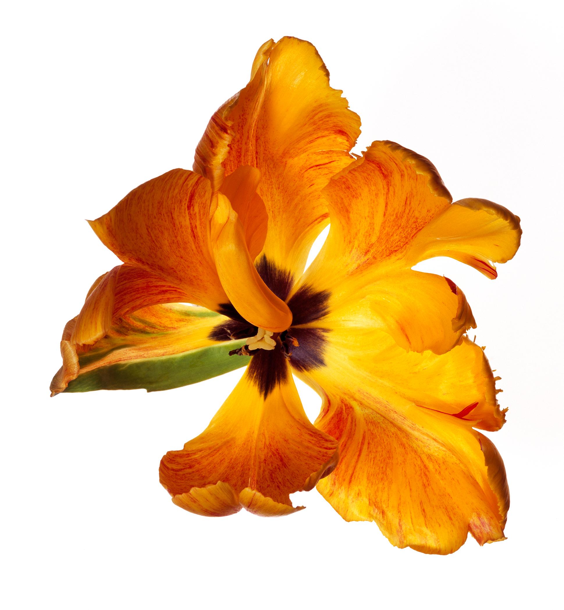 Américain Tulipe perroquet de Michael Zeppetello en vente