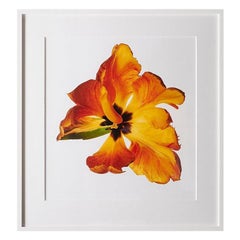 Tulipán Loro de Michael Zeppetello