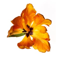 Tulipe perroquet de Michael Zeppetello