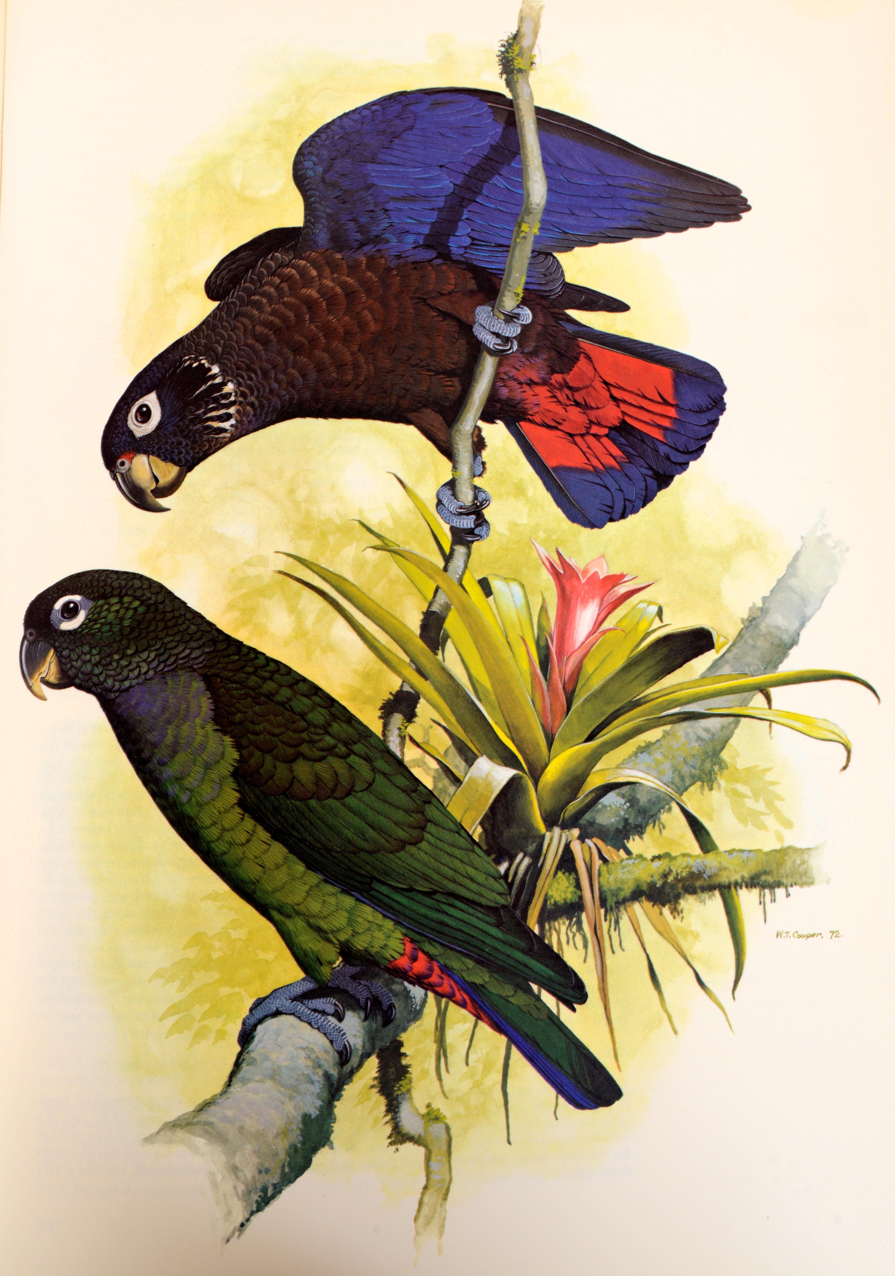 Parrots of the World by Joseph Forshaw, 1st Ed For Sale 4
