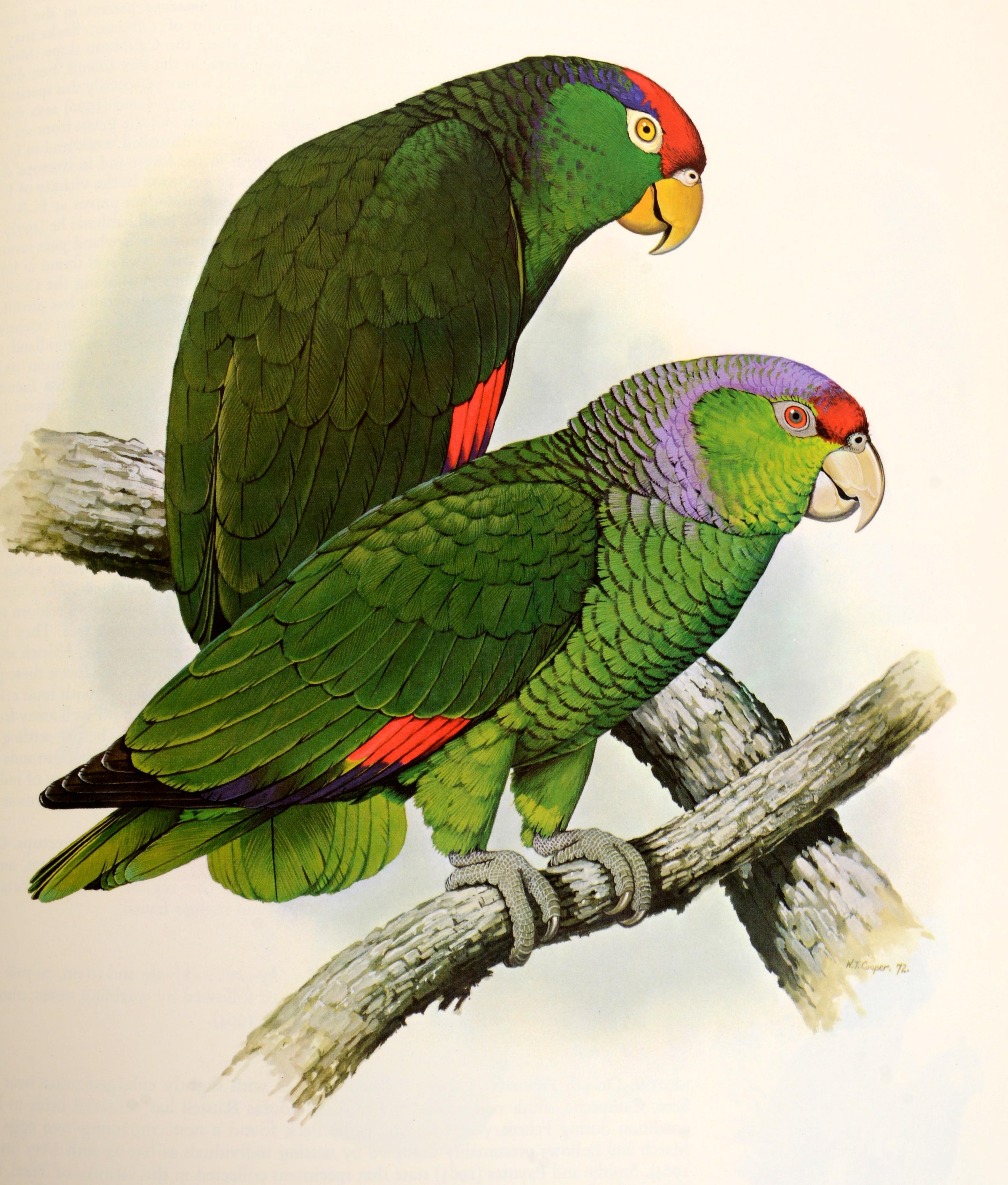 Parrots of the World by Joseph Forshaw, 1st Ed For Sale 5