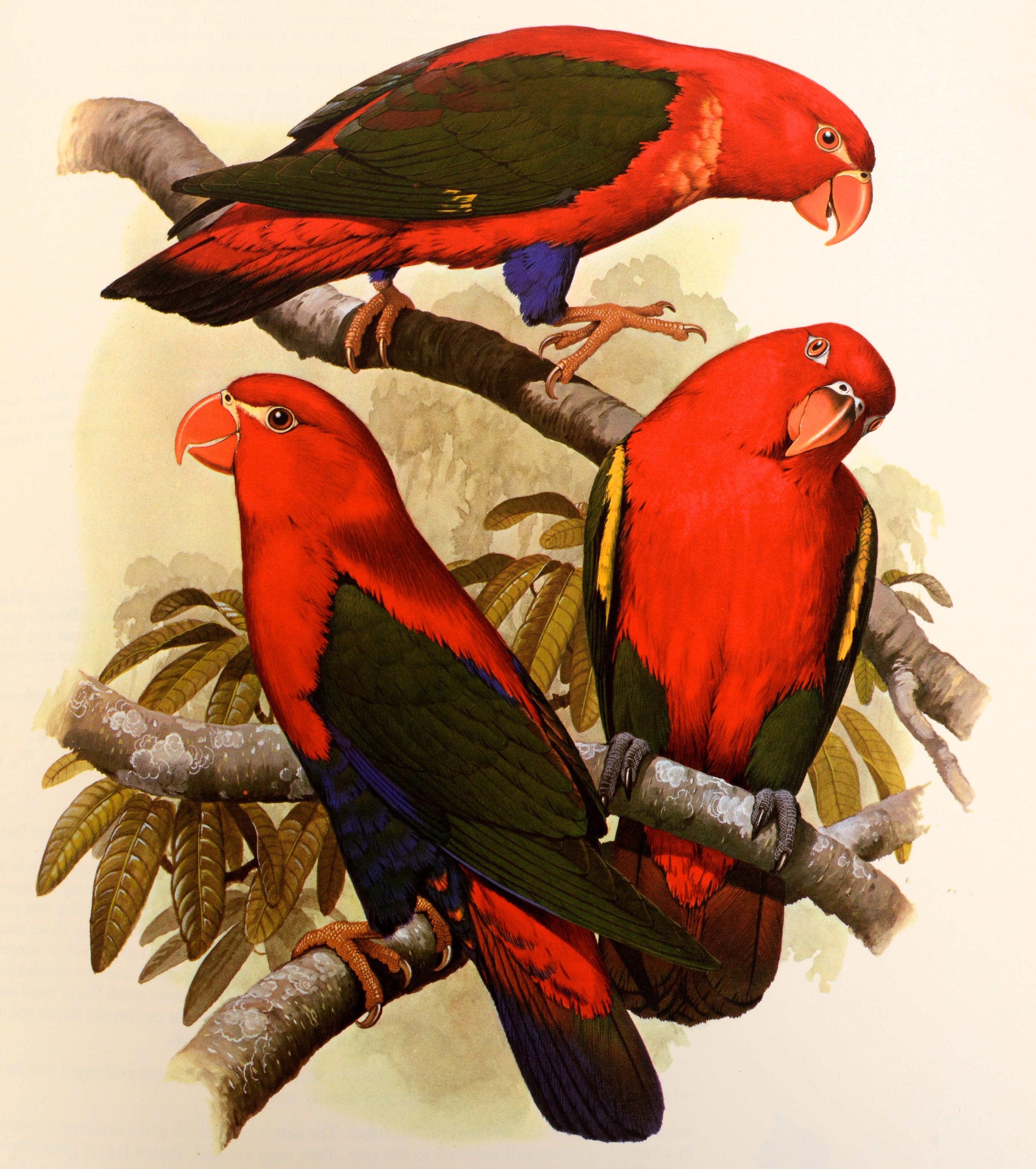 Parrots of the World by Joseph Forshaw, 1st Ed For Sale 8