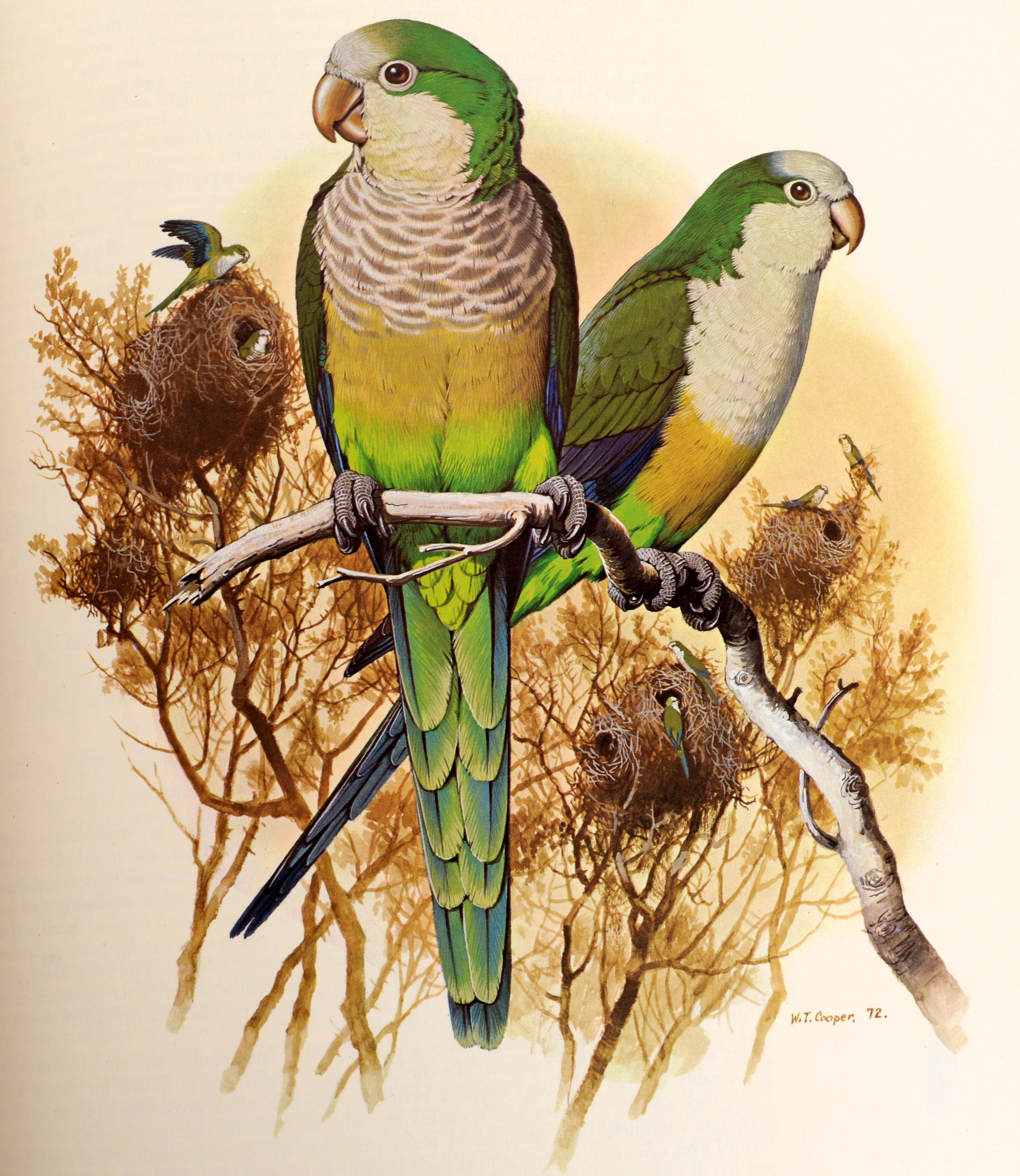 parrots of the world book