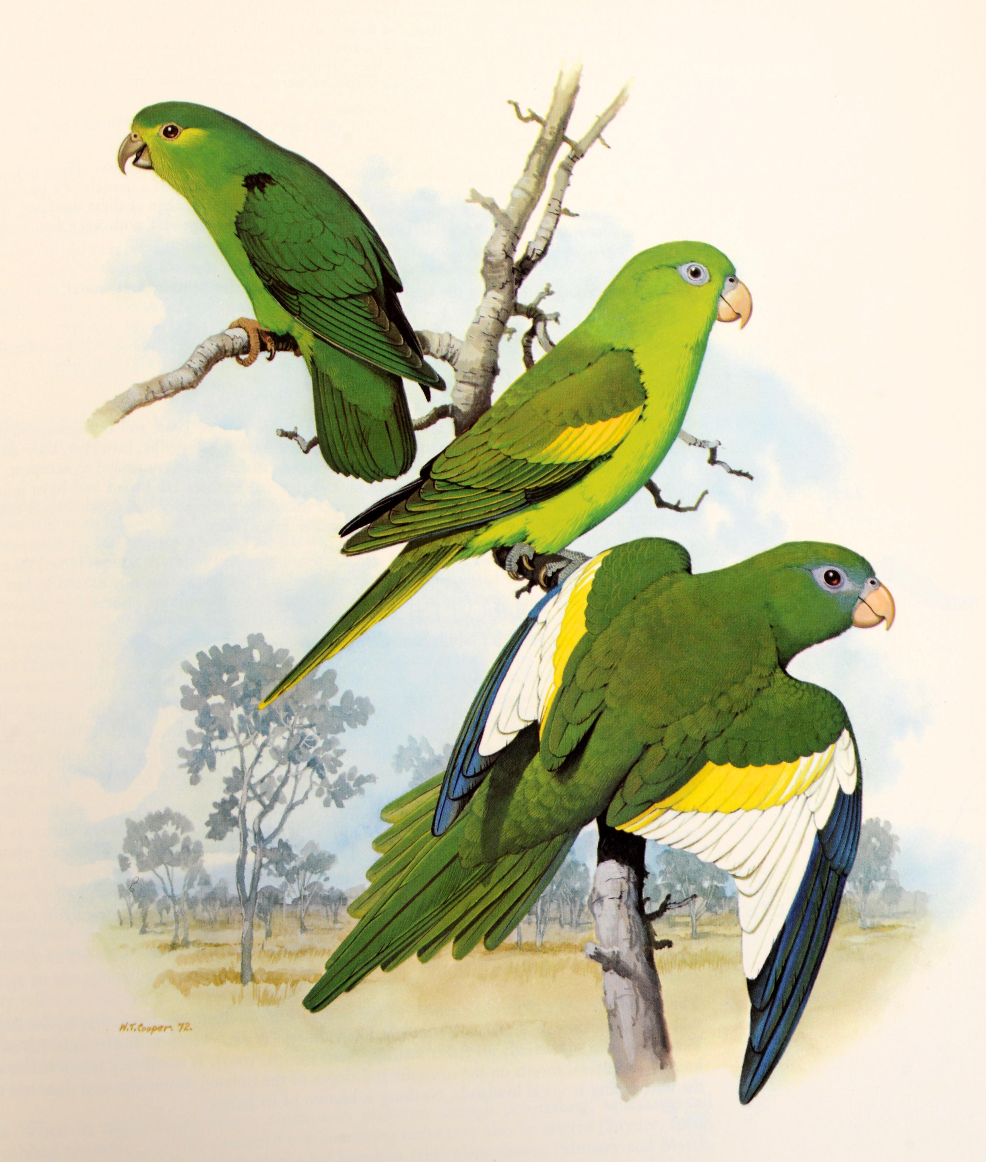 American Parrots of the World by Joseph Forshaw, 1st Ed For Sale