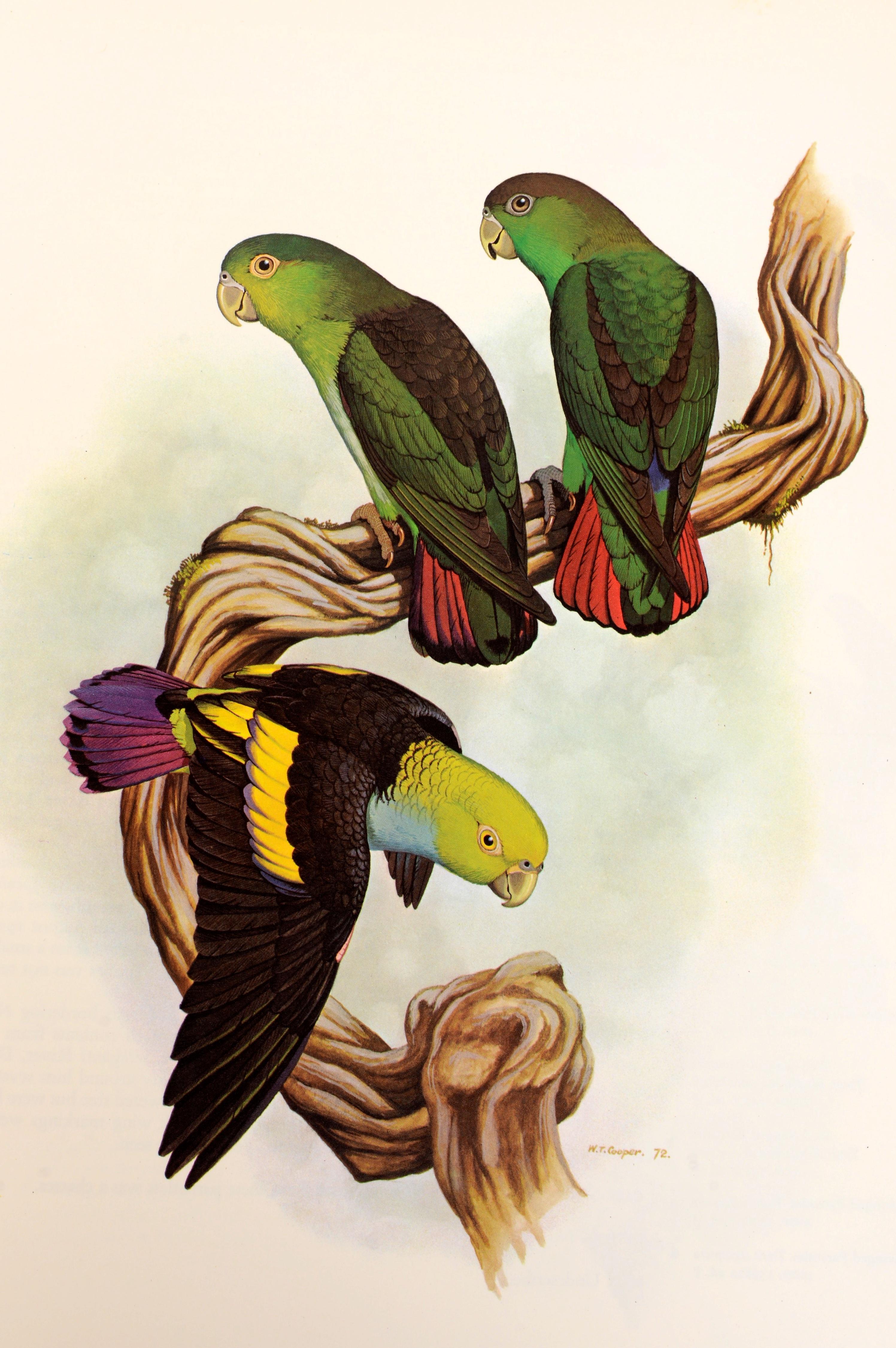 Parrots of the World by Joseph Forshaw, 1st Ed In Good Condition For Sale In valatie, NY