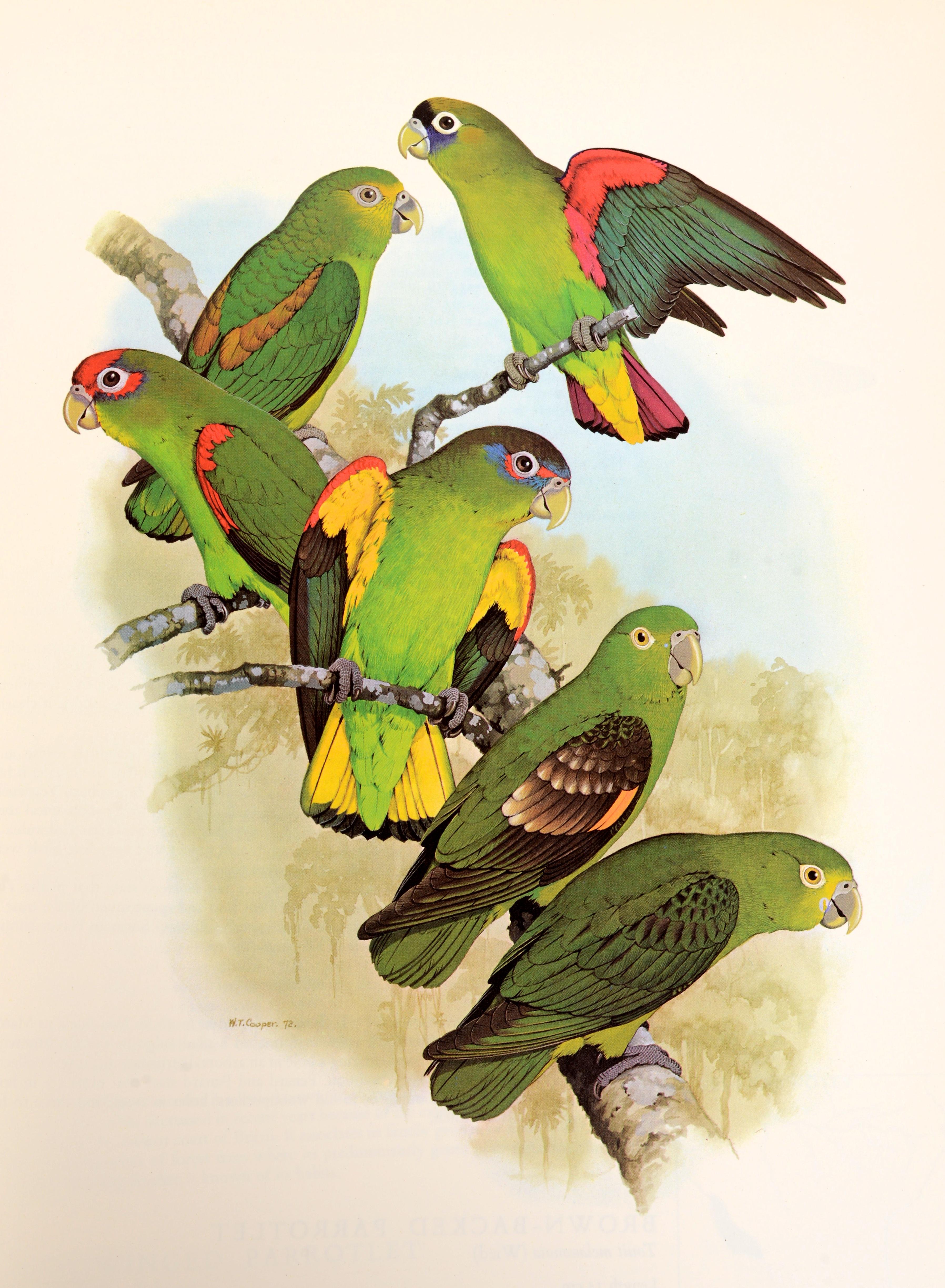 Late 20th Century Parrots of the World by Joseph Forshaw, 1st Ed For Sale