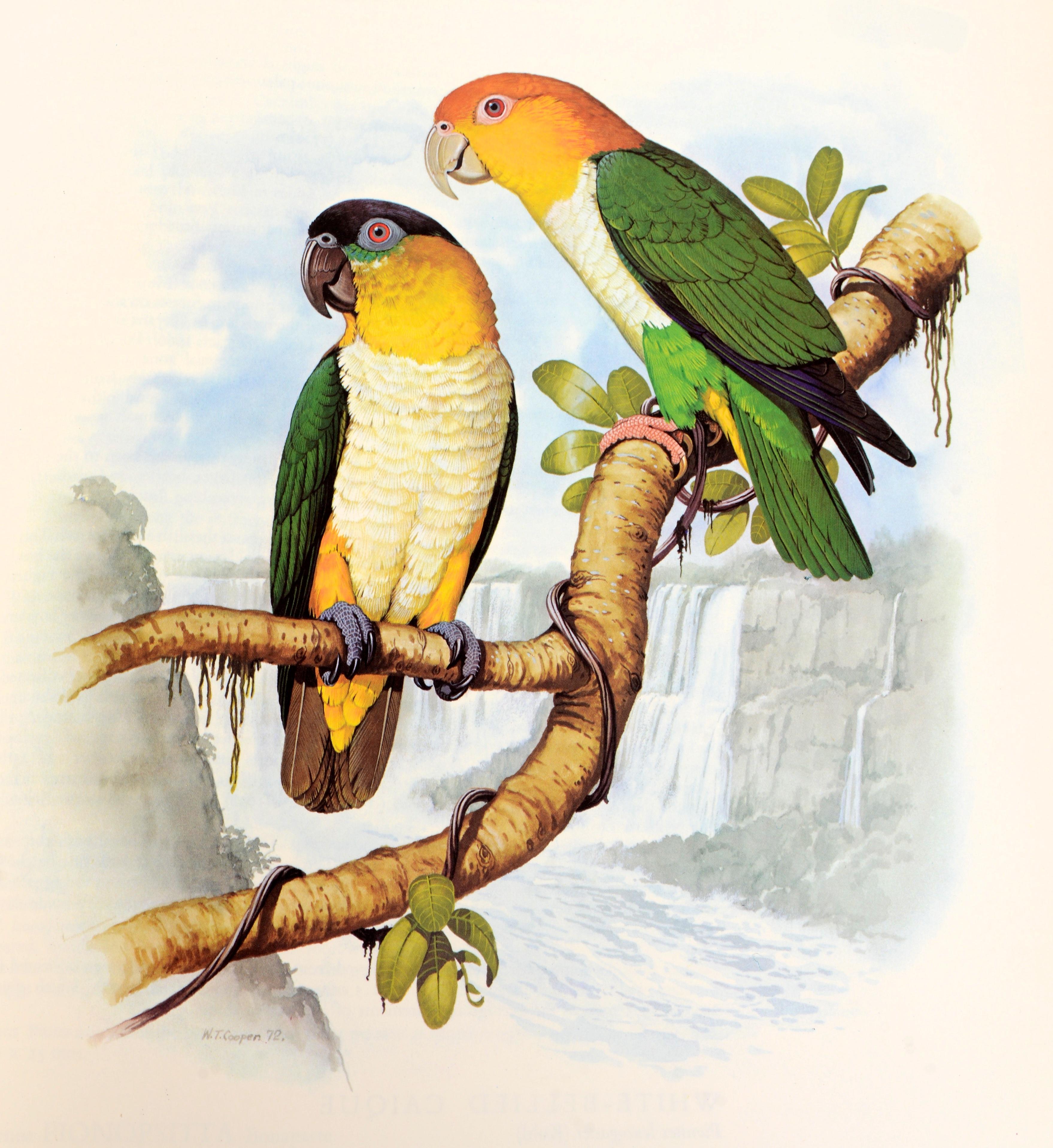 Perroquets du monde de Joseph Forshaw, 1ère édition en vente 3