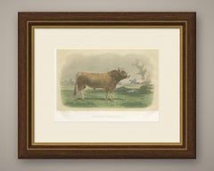 Parthenais Bull, Antique Cattle Print after Van Marcke, 1873
