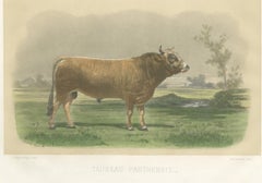 Parthenais Bull, Antique Cattle Print after Van Marcke, 1873