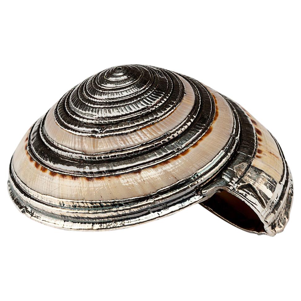 Partially Silvered Sea Shell Architectonica