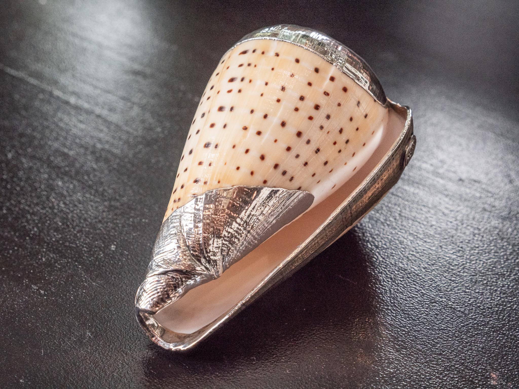 Partially Silvered Sea Shell Conus Butterfly In Excellent Condition In New York, NY