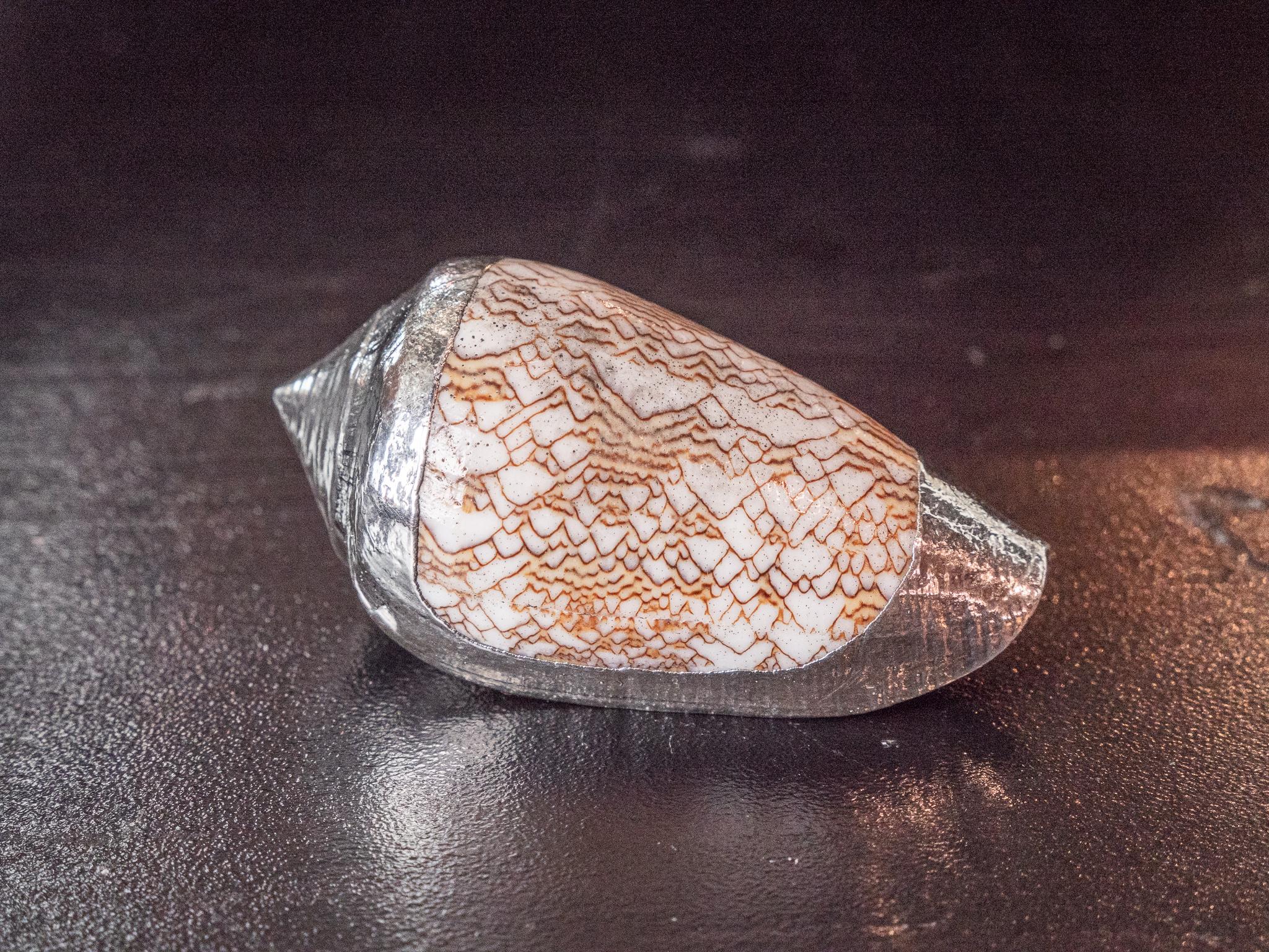 Conus sebastian partially silvered shell 2