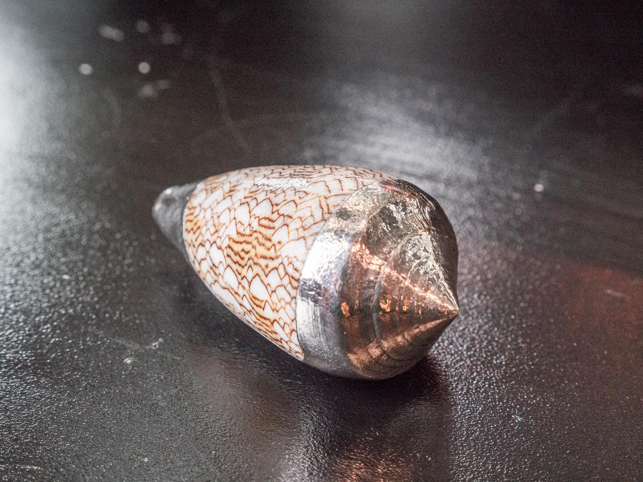 Victorian Partially Silvered Sea Shell Conus Sebastian