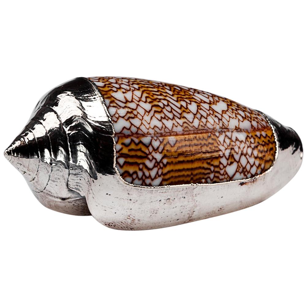 Partially Silvered Sea Shell Conus Sebastian