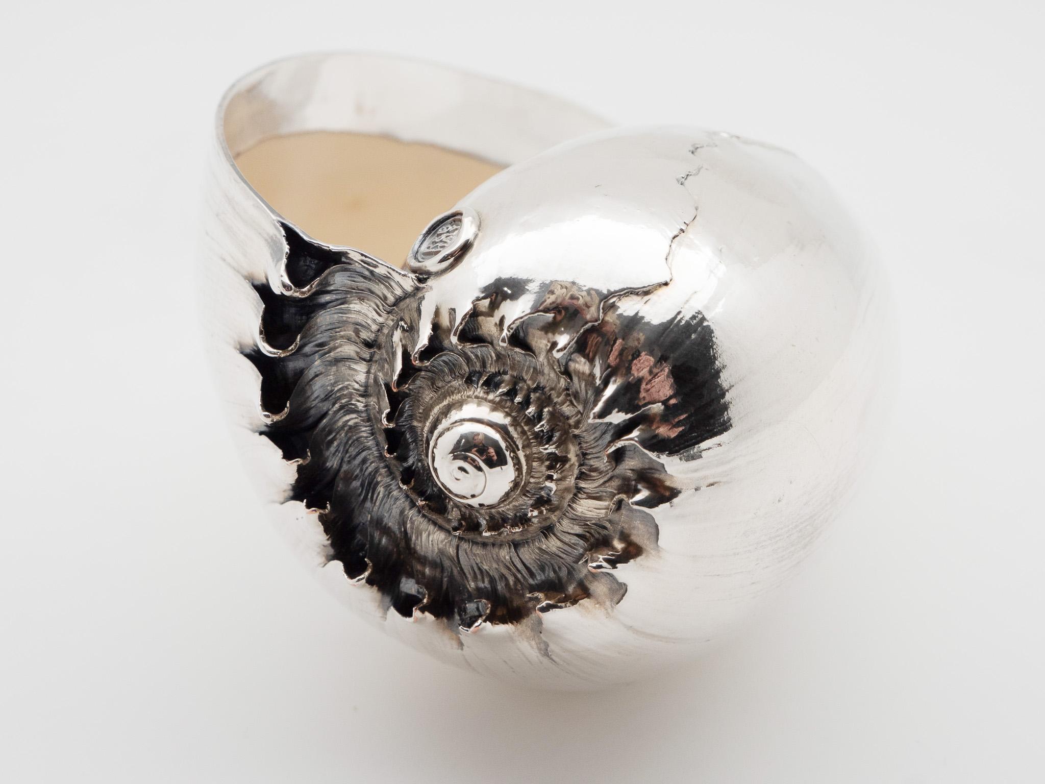 Contemporary Silvered Sea Shell Cymbiola For Sale