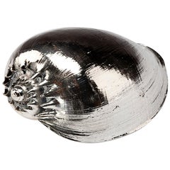 Versilberte Muschel Cymbiola