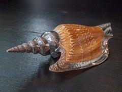 Partially Silvered Sea Shell Lister's Conch