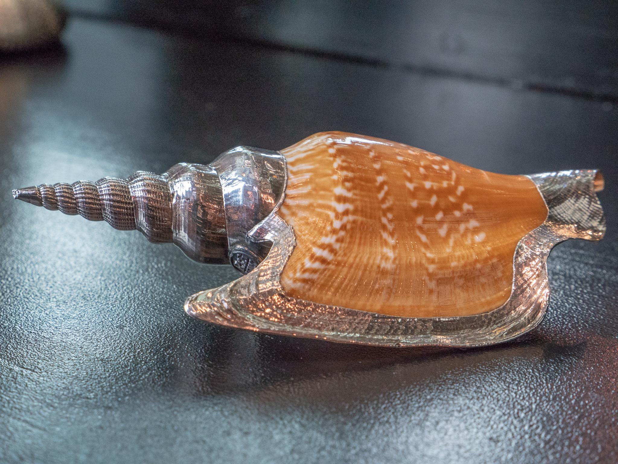 Victorian Partially Silvered Sea Shell Lister's Conch
