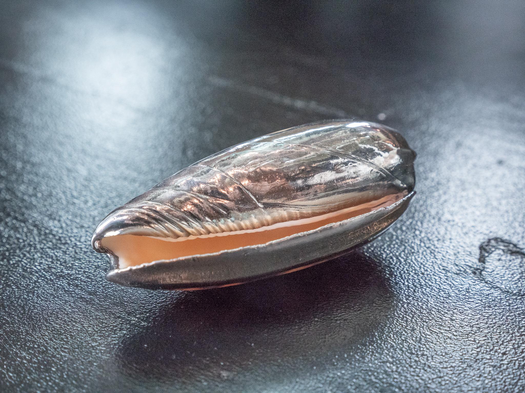 Italian Partially Silvered Sea Shell Olive For Sale