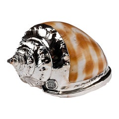 Partially Silvered Sea Shell Scotch Bonnet