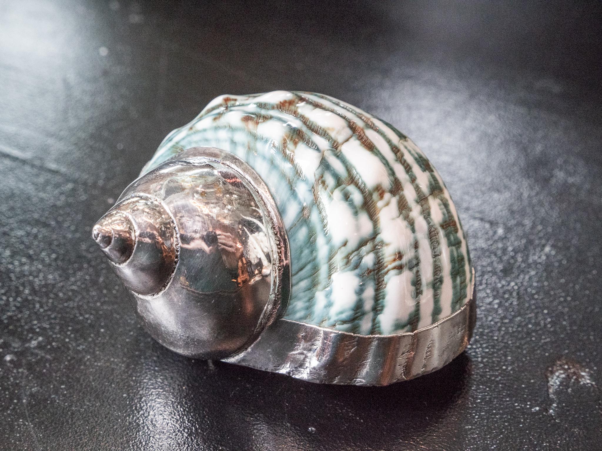 Turbo green and white partially silvered shell 3