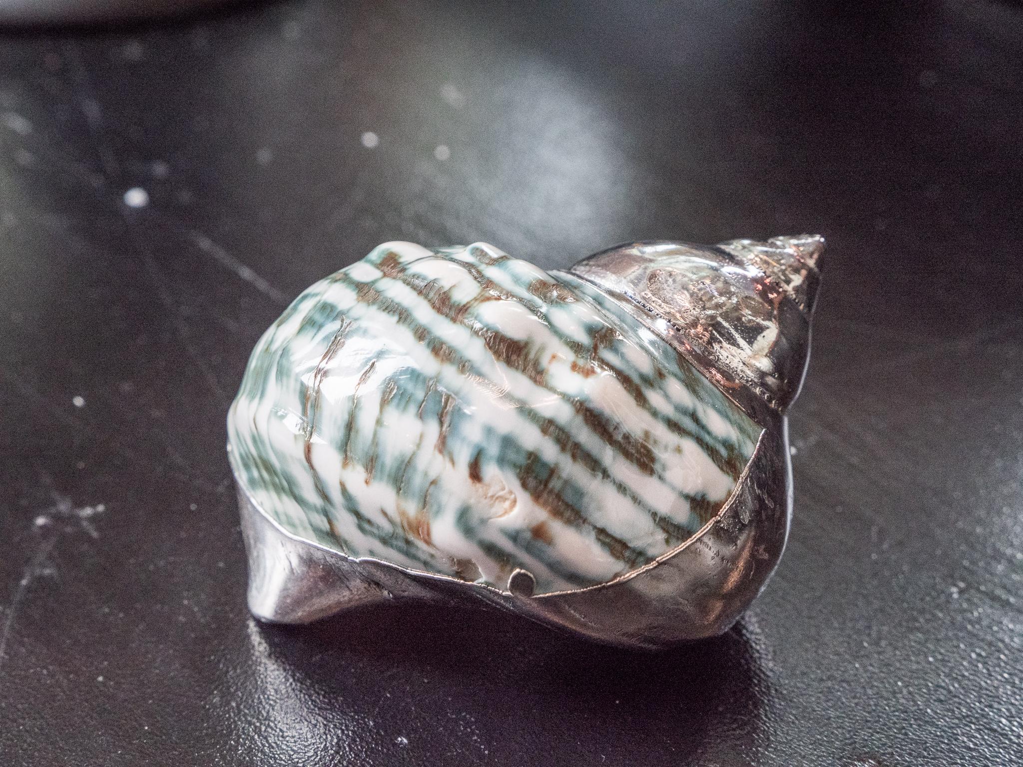 Victorian Partially Silvered Sea Shell Turbo Green and White