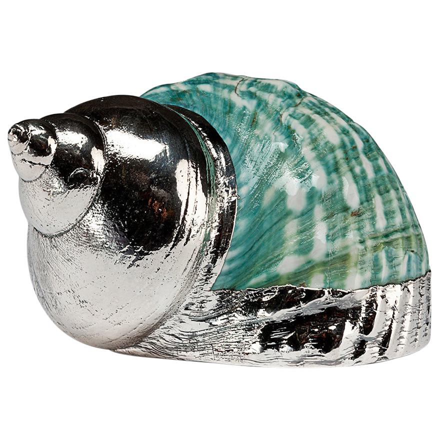 Partially Silvered Sea Shell Turbo Green and White