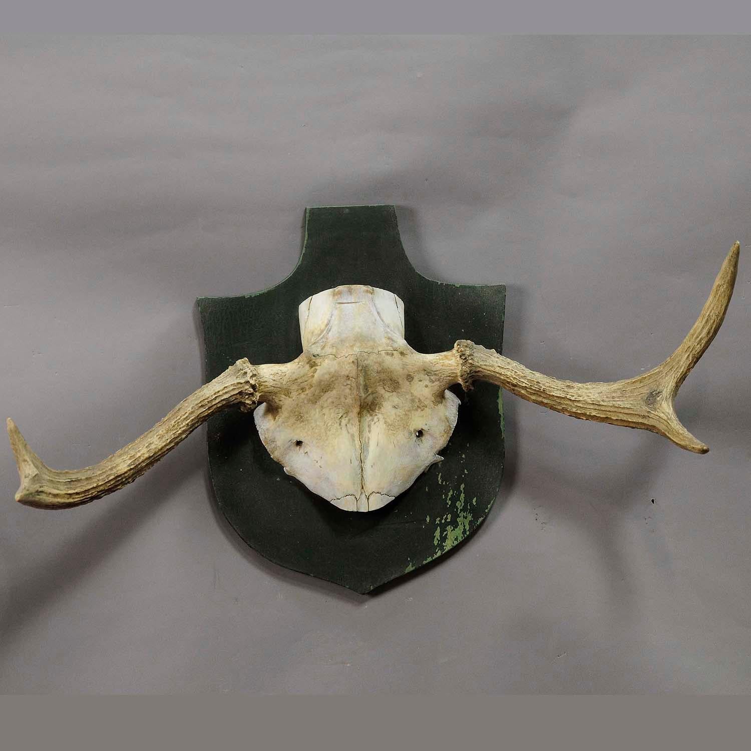 Particular Trophy of an Abnorme Moose from a Noble Estate, circa 1930s

A particular trophy of an abnorme moose (Alces alces) from the palace of Salem in South Germany. It was shot by a member of the lordly family of Baden ca. 1930s, mounted on a