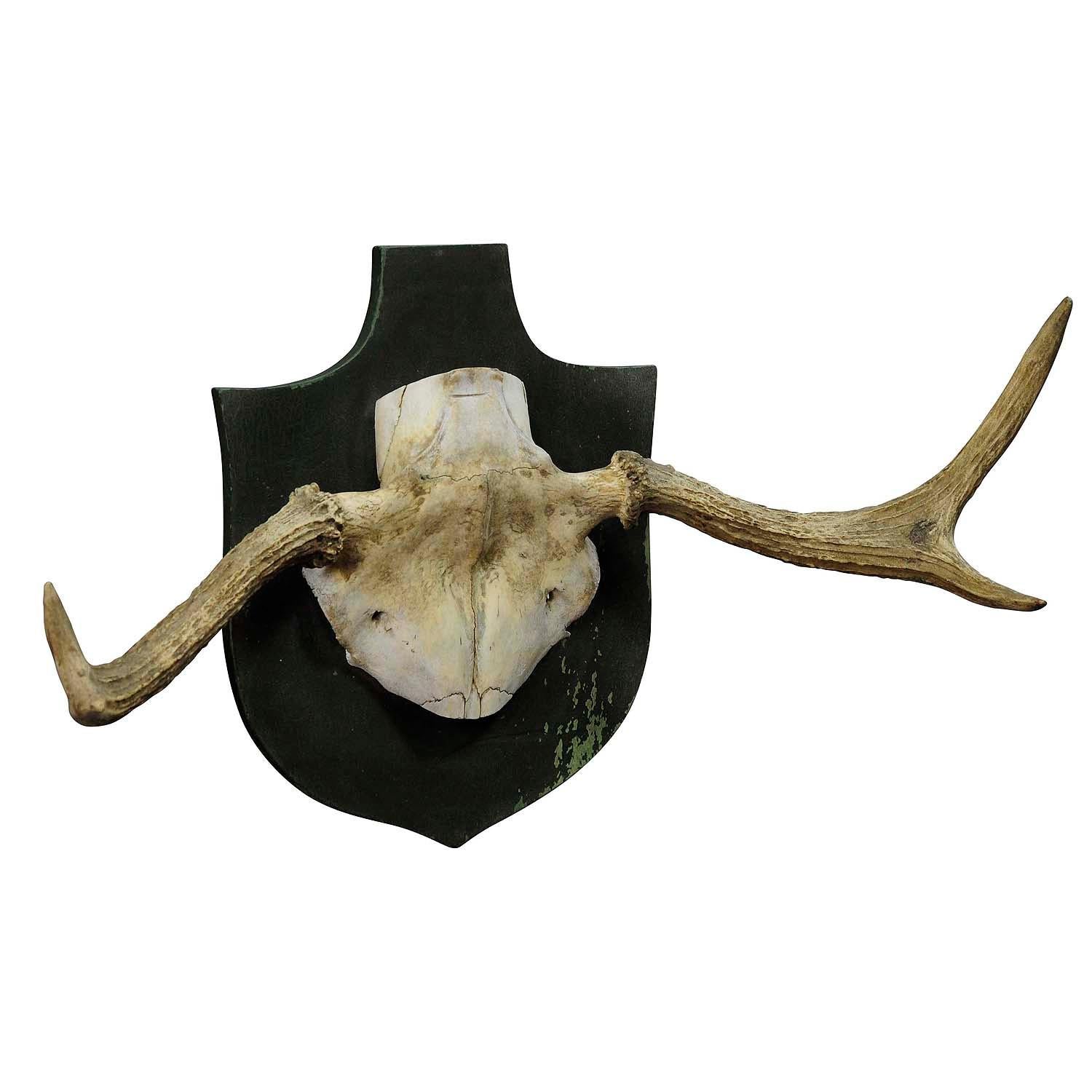 Rustic Particular Trophy of an Abnorme Moose from a Noble Estate, circa 1930s For Sale