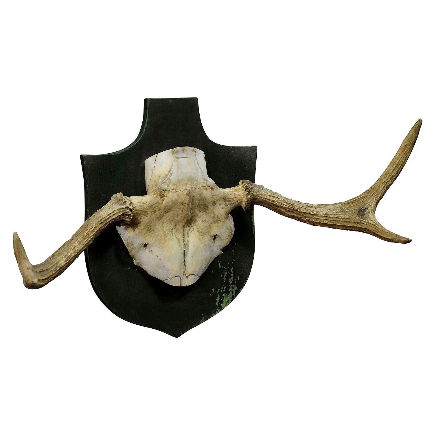 Particular Trophy of an Abnorme Moose from a Noble Estate, circa 1930s For Sale