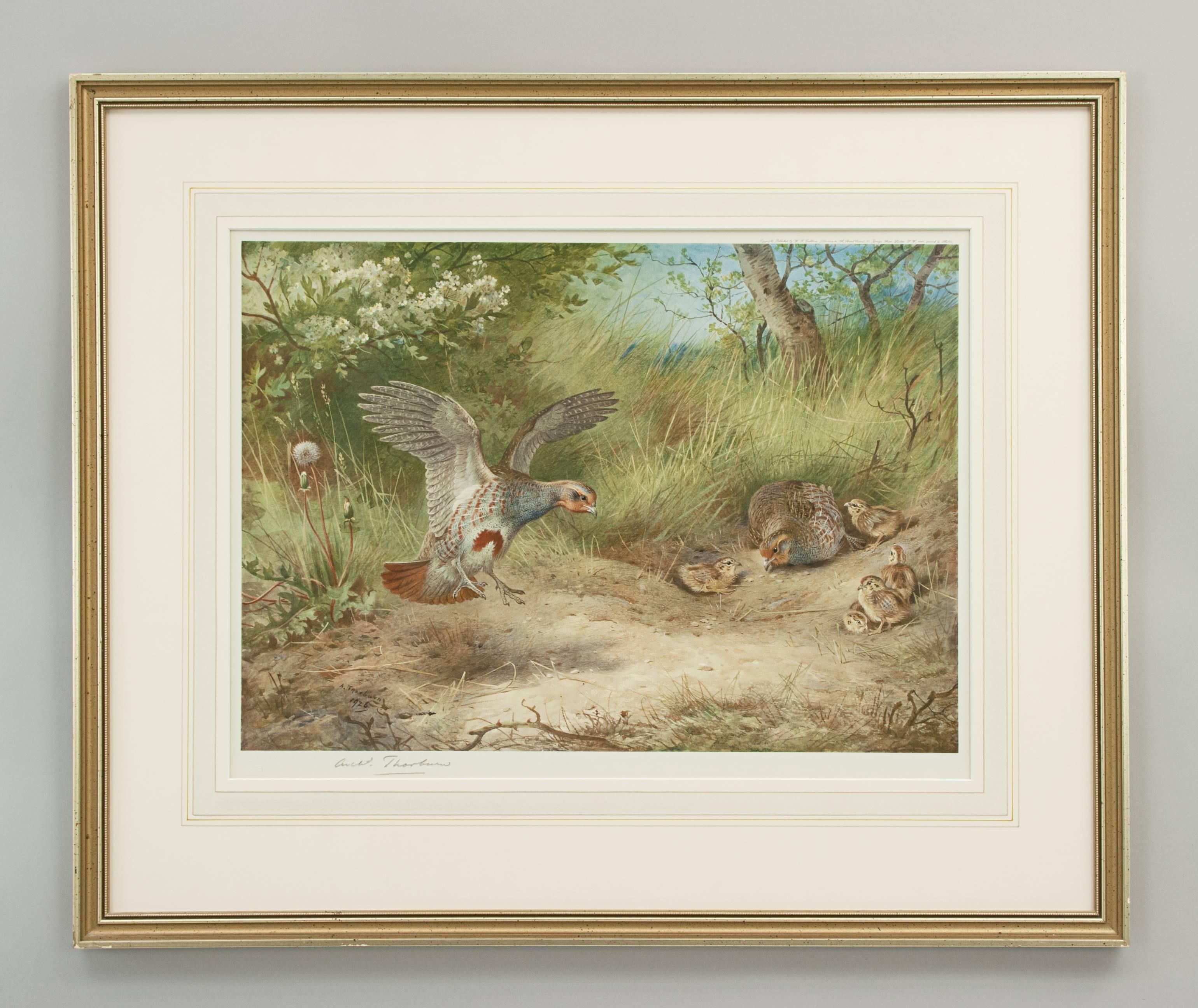 Game bird by Archibald Thorburn.
A game bird colotype print by Archibald Thorburn, titled 'Spring'. This is a single picture from a set of four called 'The Seasons'. Each season is represented by a bird, Partridge - Spring, Pheasant - Autumn,