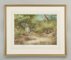 Partridge, Spring, Print by Archibald Thorburn