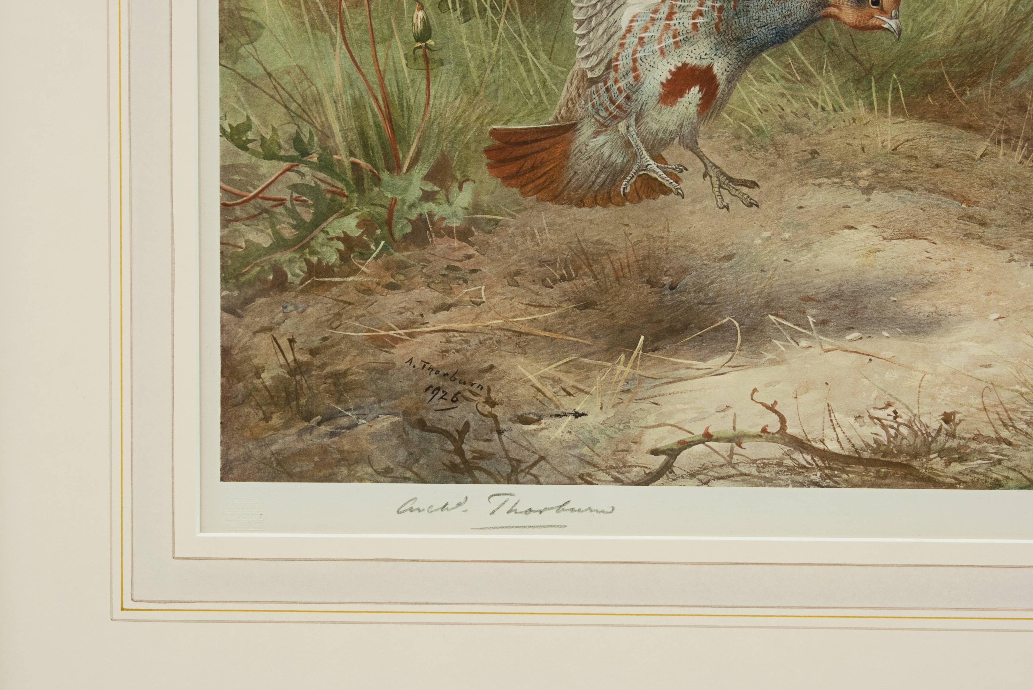 English Partridge, Spring, Print by Archibald Thorburn