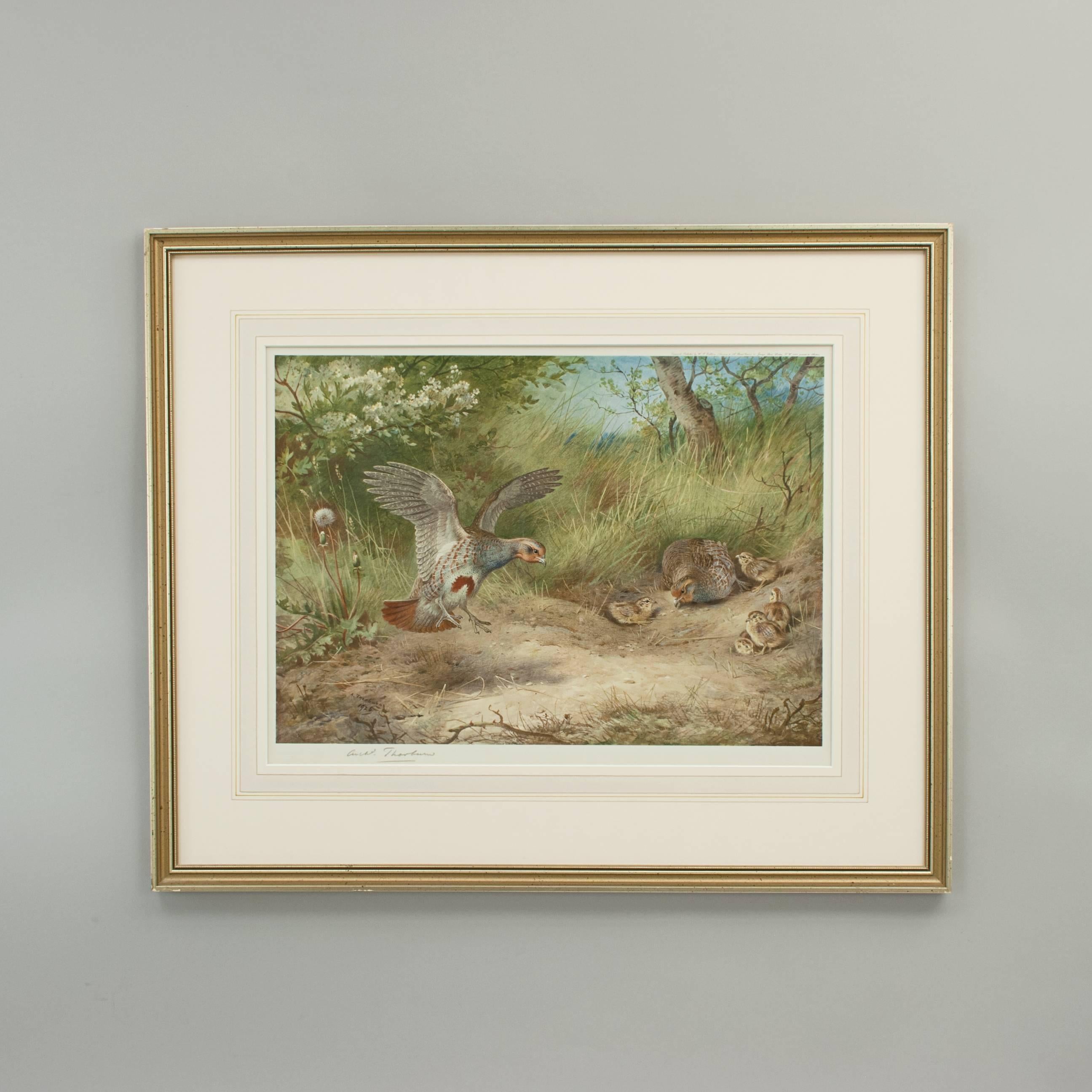 Partridge, Spring, Print by Archibald Thorburn In Excellent Condition In Oxfordshire, GB