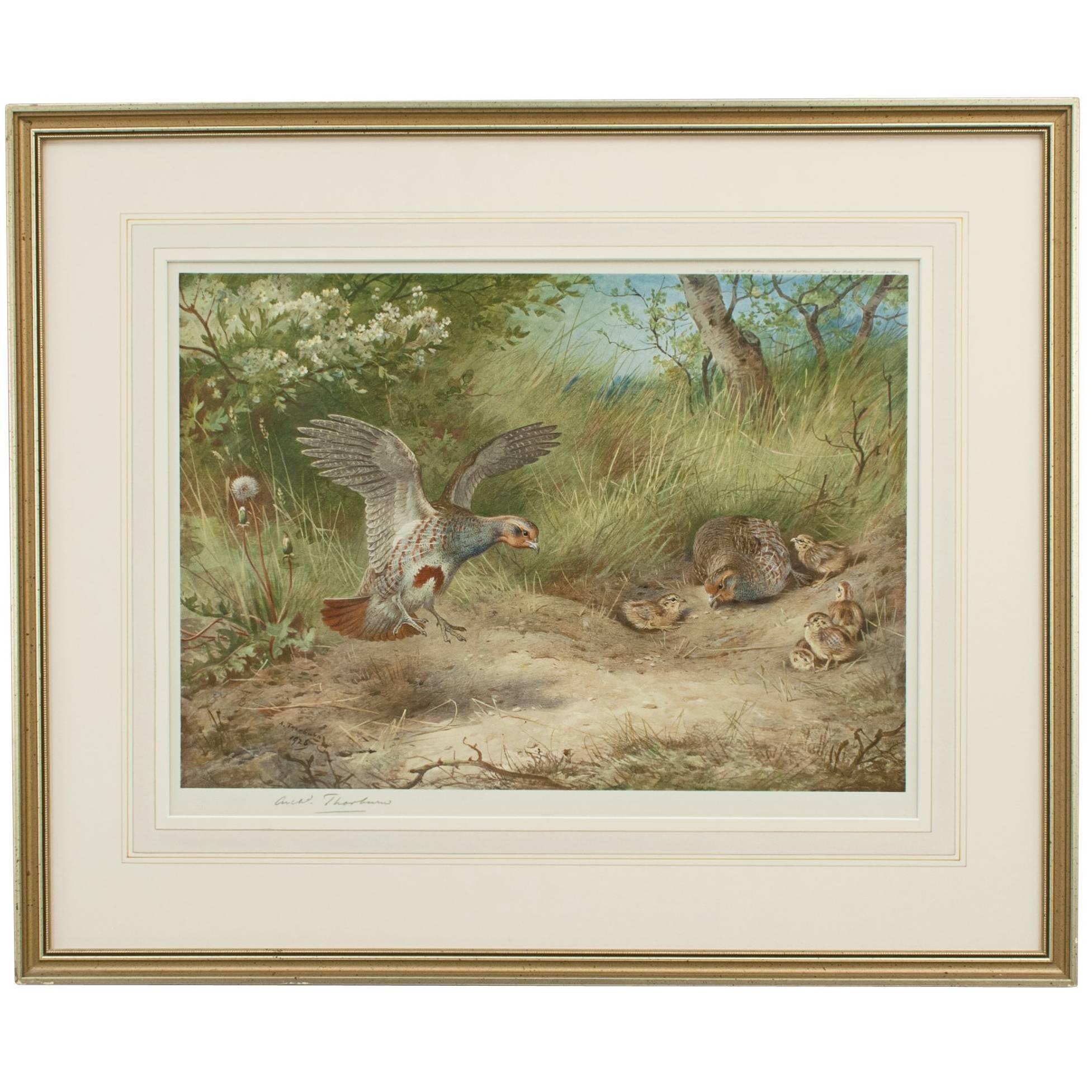 Partridge, Spring, Print by Archibald Thorburn